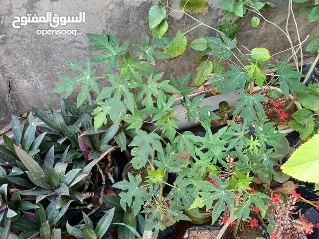 بيع نباتات