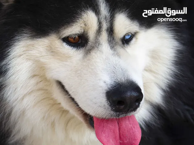 دكر هاسكي بيور سنه ونص