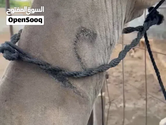 ناقه مهريه للبيع