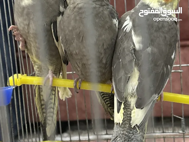 ثلاث طيور كوكتيل ممتازين مع قفصهم للبيع