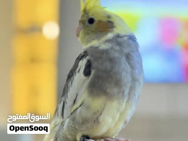 ببغاء كوكتيل