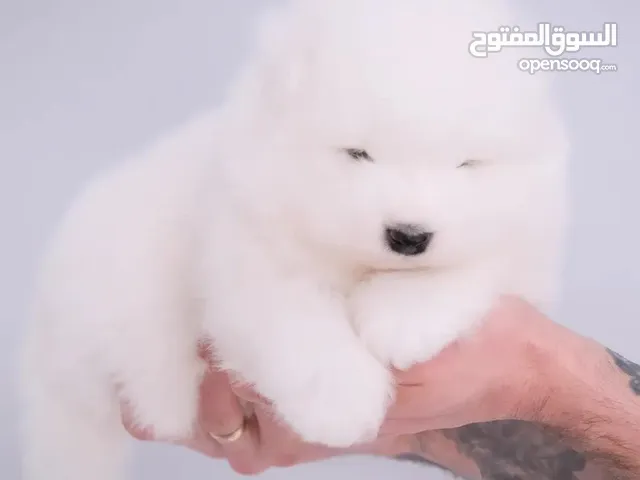 جراء مميزه جدا