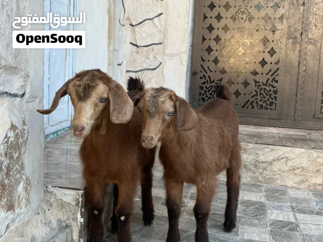 سخلتين البينو نخب