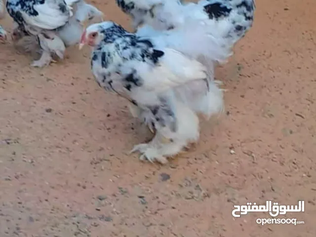 كتكوت براهما فولي اكحل . حاجه نضيفه دم صافي عمر شهرين وشويه