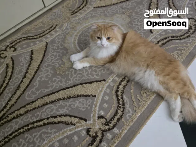 قط شيرازي نظيف ومؤدب