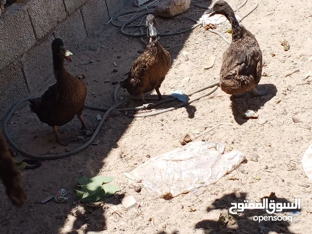 السلام عليكم 3 بطات للبيع