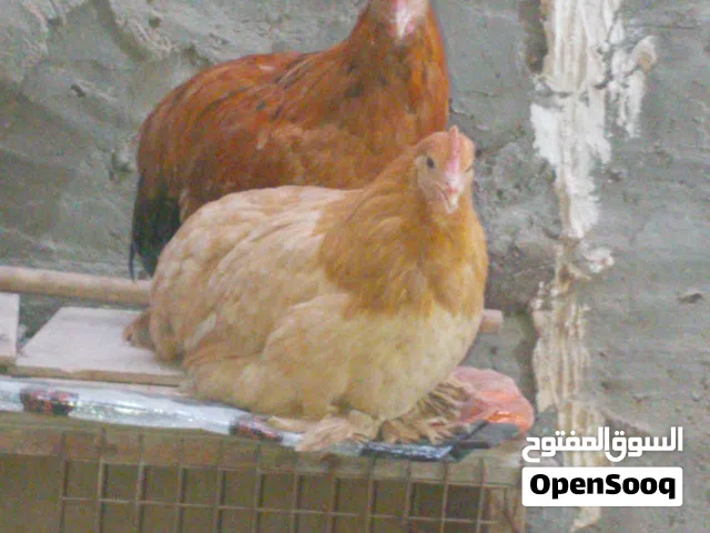 دجاج 2 عرب و 2 كوجي مكان في التنومه