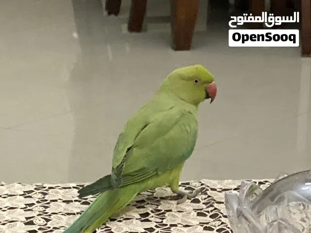 ببغاء الدرة هندي