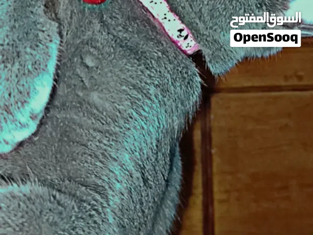 جاكور قط للتبني