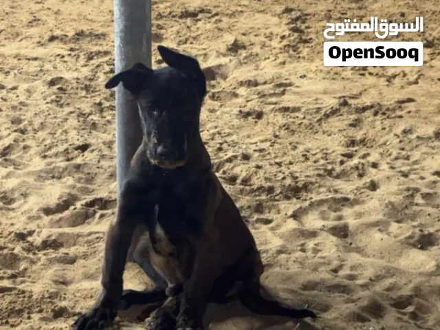 ذكر ملنوا عمره 3 شهور