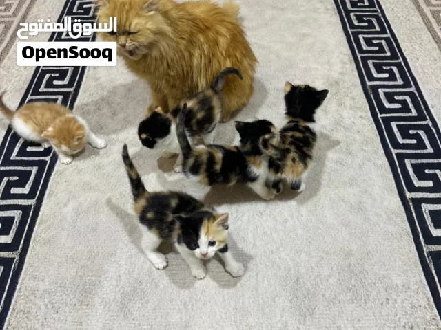 قطة شيرازي مع خمس اطفال للبيع