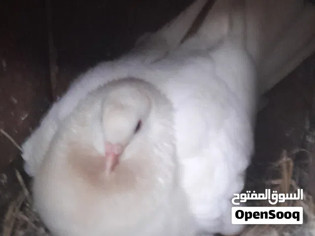 جوز حمام فرنسي شغال وعالكفاله تحتيه بيضتين وزغلولهم انفطم الزغلول ليس للبيع فقط الاهالي للبيع 15 لير