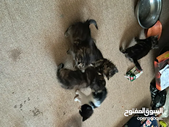 قطوسة شيرازي معاها اولادها تلاتة عمرهم 40 يوم والام عمرها سنة