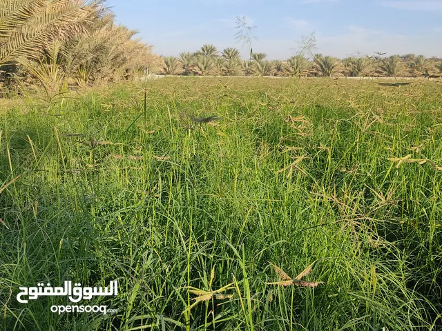 للبيع حشيش تبارك الرحمن مستوي ونضيف