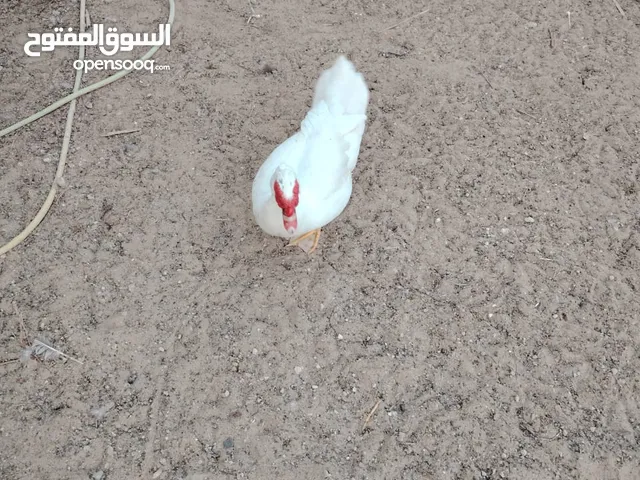 بط مصري ذكور