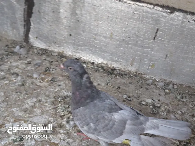 طيور صيد ليوم لنثيه محجله حجل ذهبي وصخري مخلف