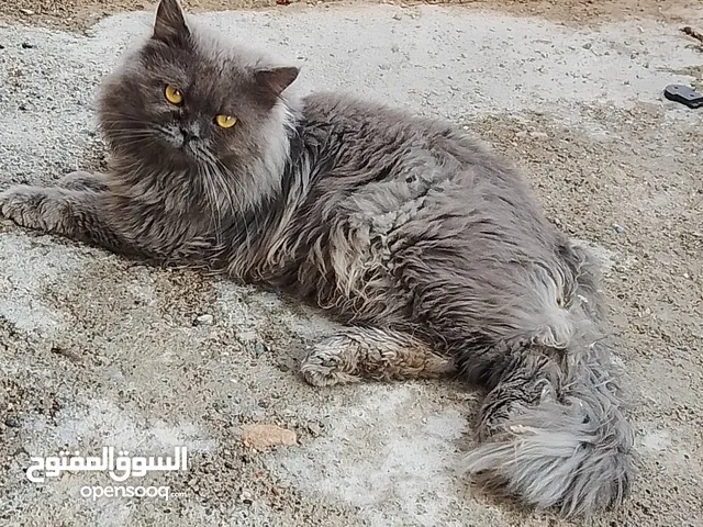قط للبيع اسكوتش