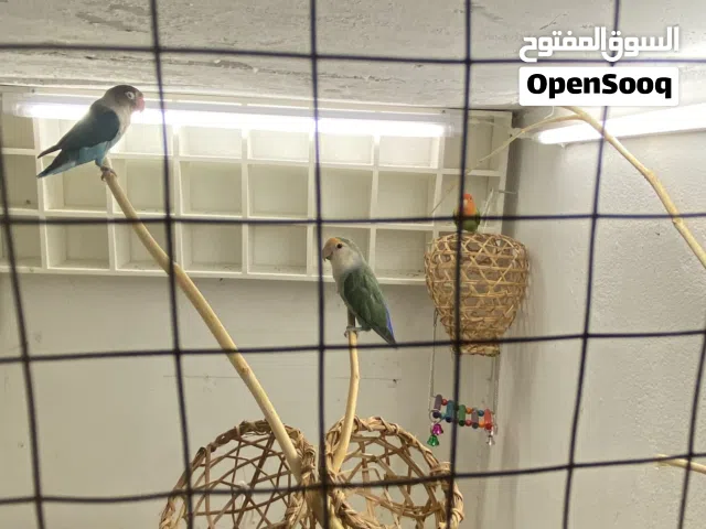4 rose 1 fisher  parrot