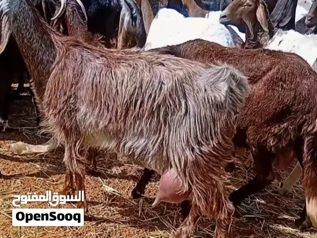 معيز اعشار تبارك الله