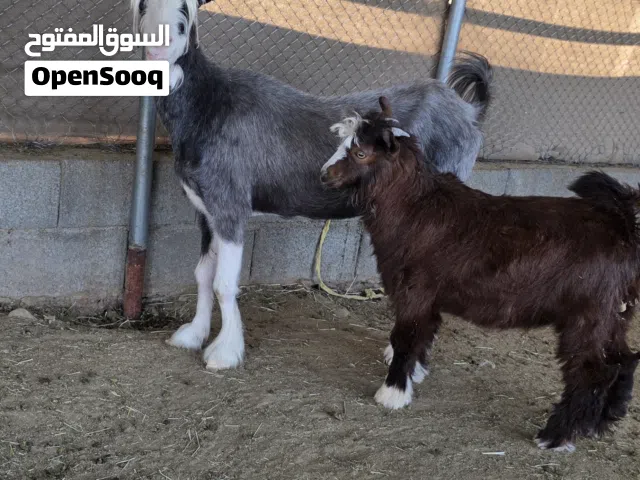 شاه رحبيه تحتها تيس سمين فووول