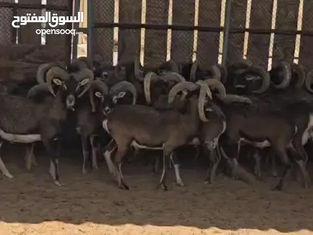 وعل المافلون و وعل النوبي ذكور و اناث