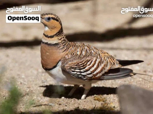 مطلوب أنواع قطا