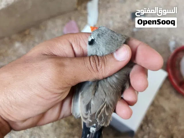 بلاك شيك سبلت شاركول الفحل نورمل سبلت بلاك برست