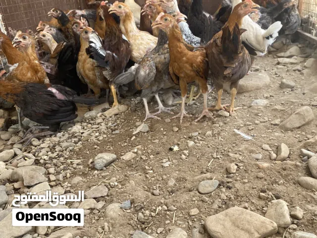 لبيع دجاج عماني سعر 1ریال