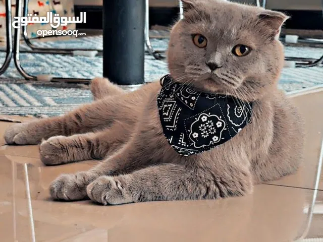 سكوتش بريطاني عرض خاص