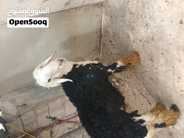 خروف نجدي نخب أول