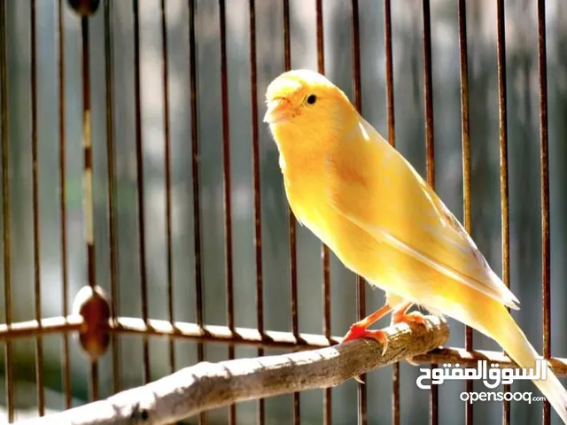 يعطيكو العافيه مطلوب جوز كناري و الافضل يكون في اربد ايدون بسعر مناسب جداً