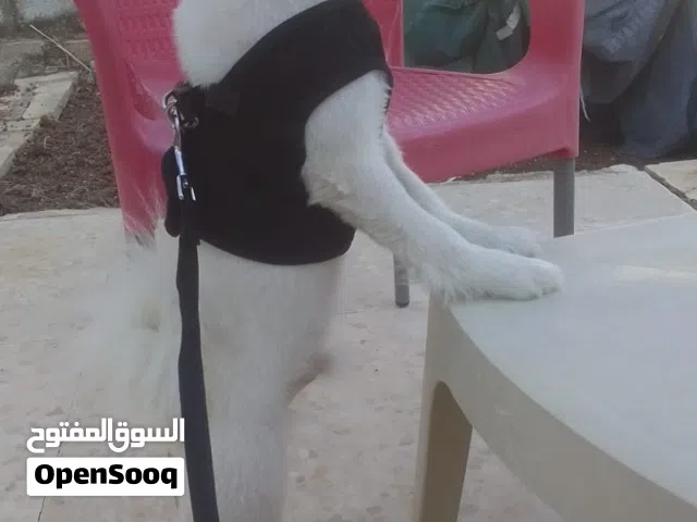 مطلوب انثى للتزاوج  النوع مكس لولوفوكس وبوميرين  ماخذ جميع المطاعيم