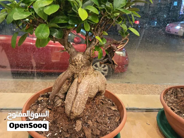 Bonsai of Phycus.