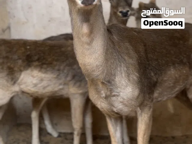 متاح كوبيه ايل منتجه