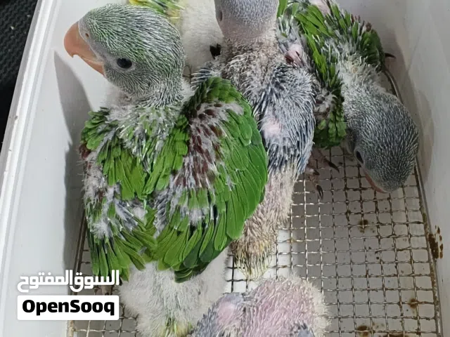فراخ كساندرا للزق