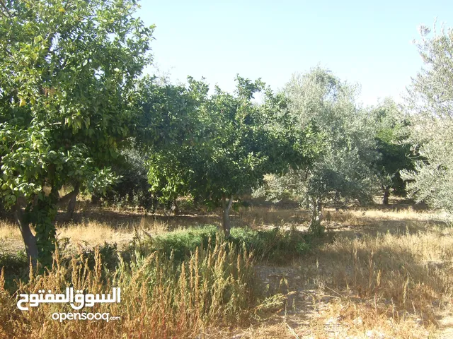 3 Bedrooms Farms for Sale in Jerash Kufair