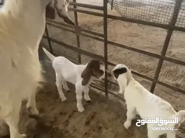 عنز مطفل تيس وجفرة