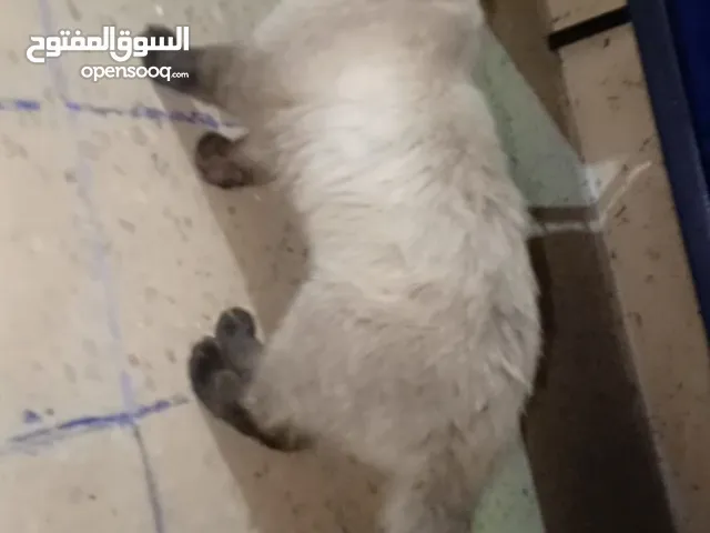 هملاي ب 20دينار للبيع