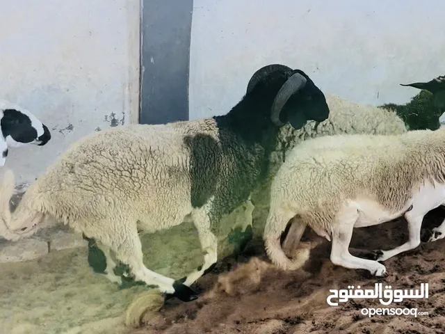 خروف وطني ثني للبيع