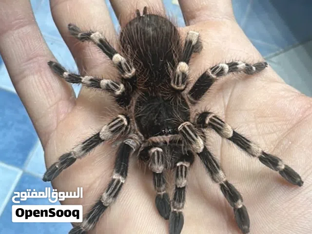 عنكبوت من فصيلة الرتيلاء،