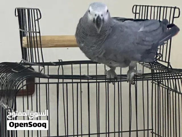 ببغاء زنجباري..جانبو..