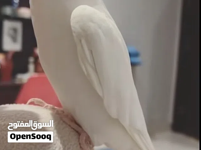 البينو للبيع for sale