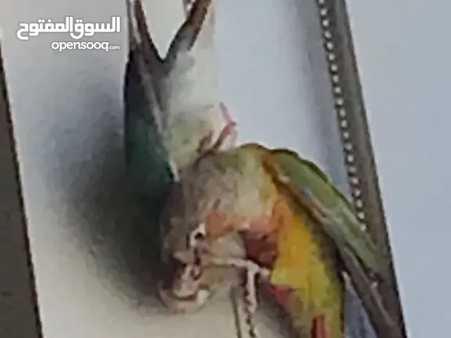 Bonded Pair of Conures (Pineapple & Pineapple/Turquoise Mix) + cage.