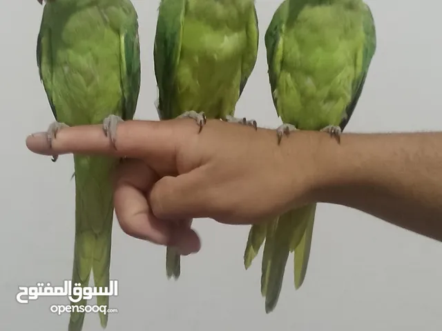 طيور ذره الهندي 3 حبات عمر 2شهرين اليف قابل تفاوض بشي بسيط