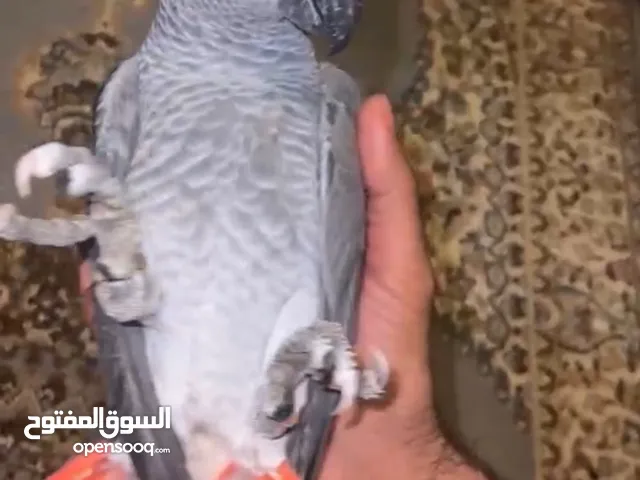 كاسكو اليف