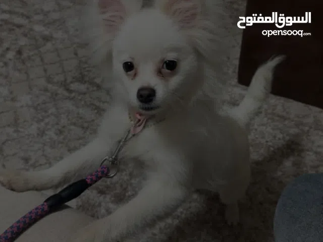 كلب بومرينيان عمر 4 شهور كلب للزينه