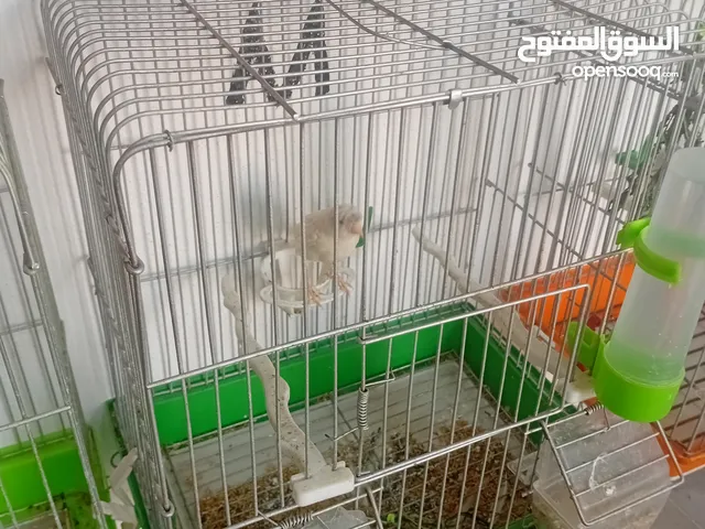 افحول وطواير  كنار