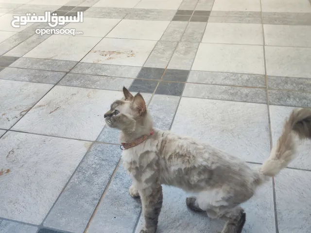 سيامي لبيع
