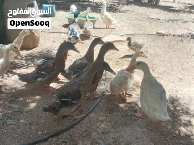 بط نخب عدد 6 عامر 4  شهور  للبيع والسعر نهائي 25 دينار