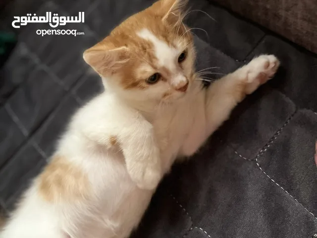 قط ذكر للتبني
